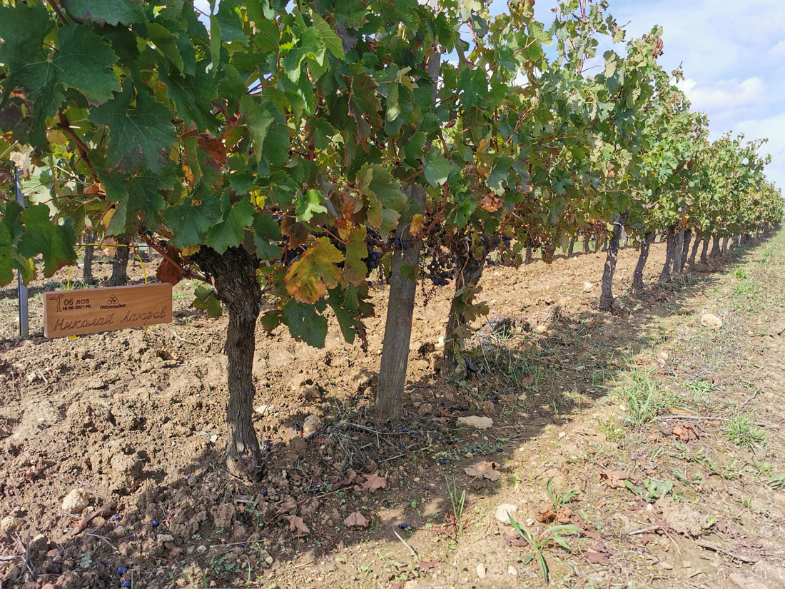 Виноградник на урожай